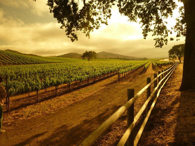 Dragonette Cellars